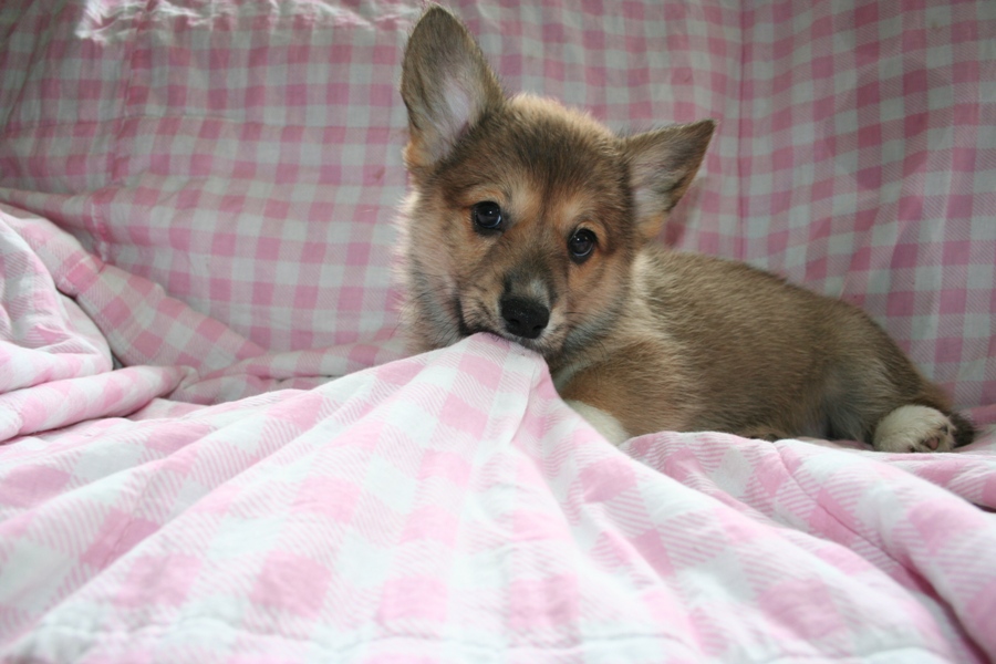 Puppies